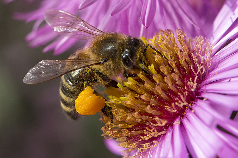 A honeybee visiting a pink flower, courtesy Wikimedia.