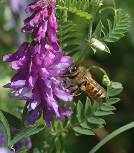 Honeybee in Canada, courtesy Yvan Leduc / Wikimedia.