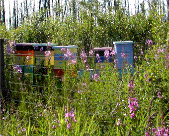 https://alaskawildflowerhoney.com/Our hives behind our house on Fish Creek.